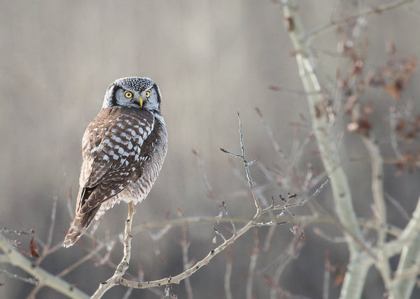 Eagle Eye Tours - Manitoba Owls