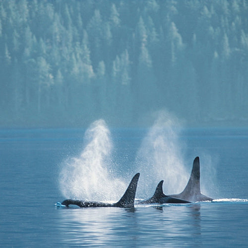 Whales & Totems Sailing for Oct 15, 2026 to Oct 19, 2026