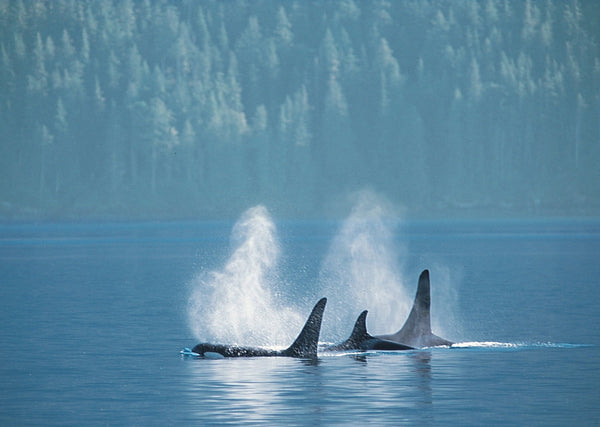 Eagle Eye Tours - Whales & Totems Sailing