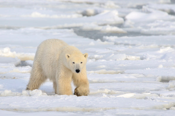 Eagle Eye Tours - Narwhals & Polar Bears: Naujaat