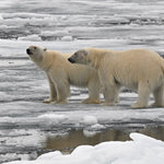 Svalbard Cruise: North to the Midnight Sun for May 18, 2027 to May 25, 2027