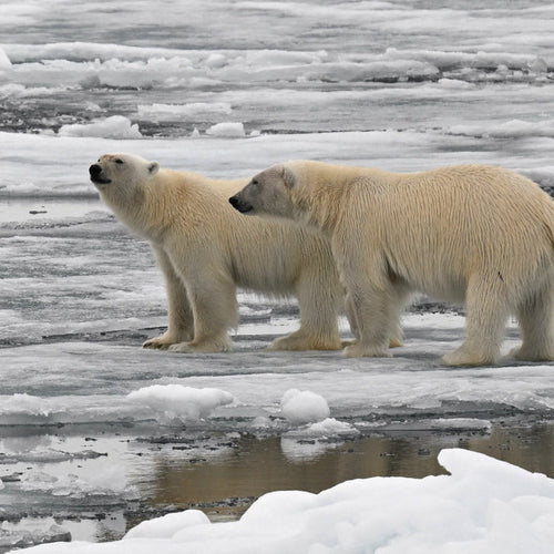 Svalbard Cruise: North to the Midnight Sun for May 18, 2027 to May 25, 2027 / Triple