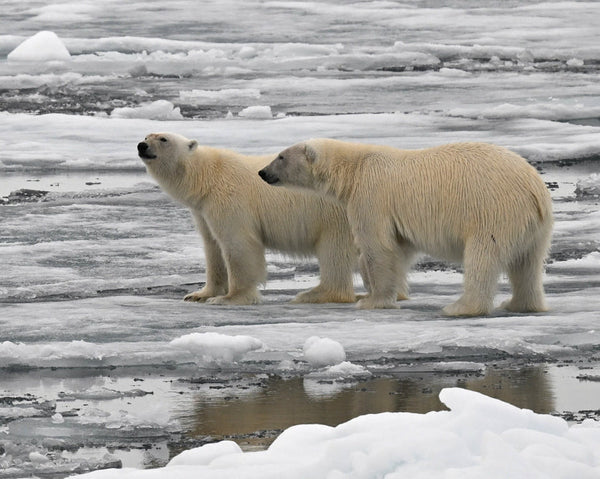 Eagle Eye Tours - Svalbard Cruise: North to the Midnight Sun