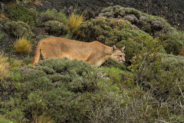 Eagle Eye Tours - Patagonia Birds & Wildlife with Canadian Geographic