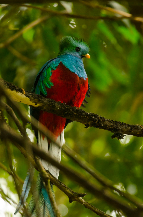Eagle Eye Tours - Costa Rica Birding