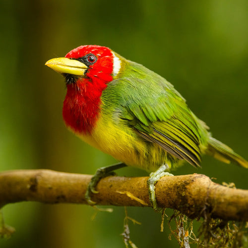 Costa Rica Sampler Tour for Jan 18, 2027 to Jan 29, 2027