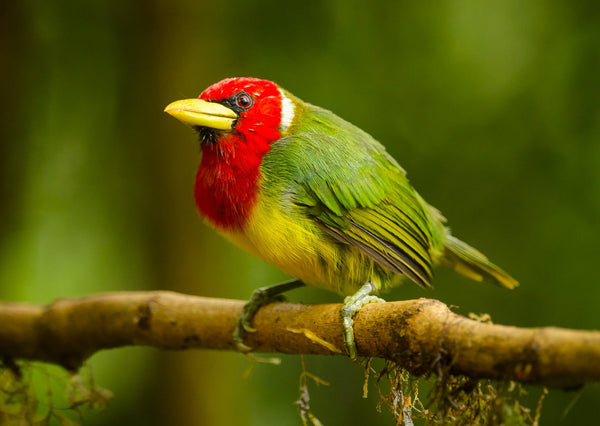 Eagle Eye Tours - Costa Rica Sampler Tour