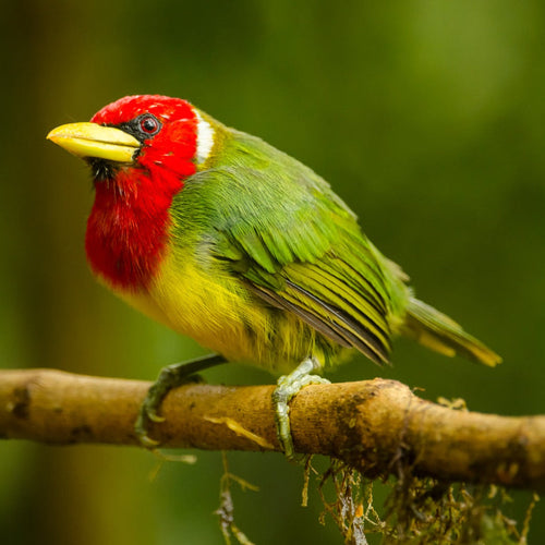 Costa Rica Birding with Canadian Geographic for Oct 14, 2024 to Oct 27, 2024