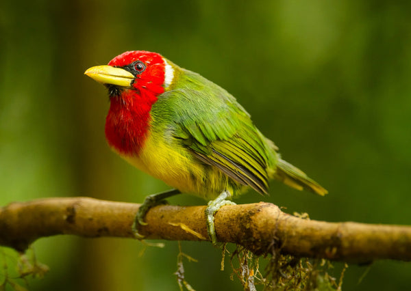 Eagle Eye Tours - Costa Rica Birding with Canadian Geographic