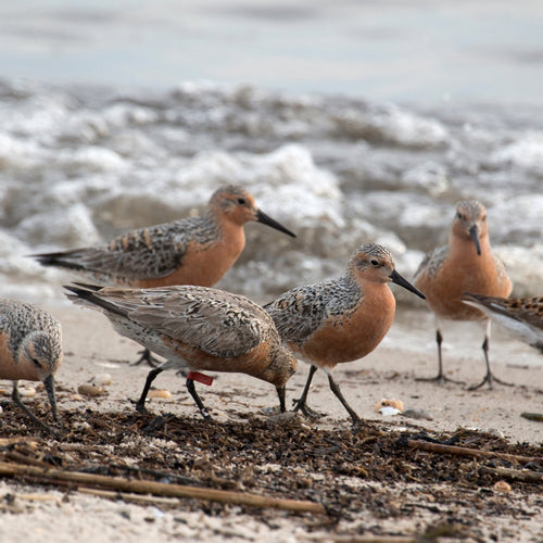 Cape May Migration for Oct 1, 2025 to Oct 7, 2025