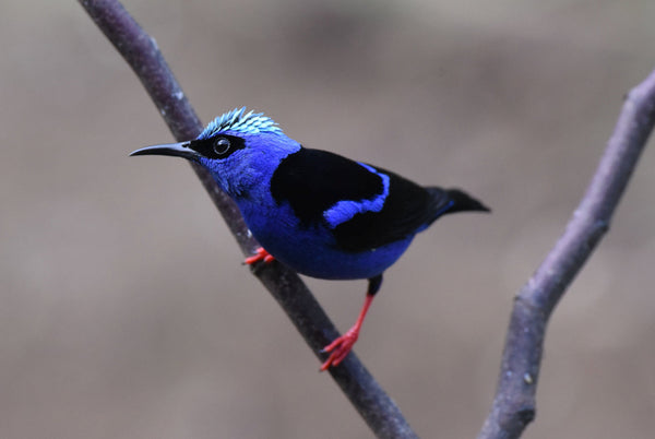 Eagle Eye Tours - Costa Rica Birding with Canadian Geographic