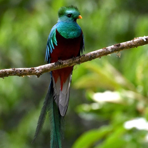 Costa Rica Birding for Jan 11, 2026 to Jan 27, 2026