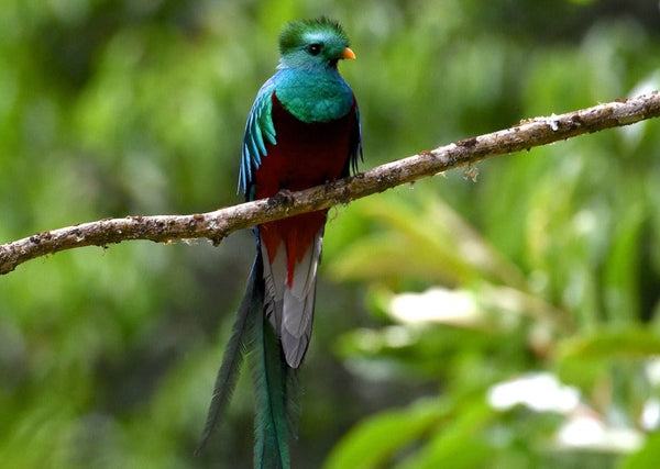 Eagle Eye Tours - Costa Rica Birding