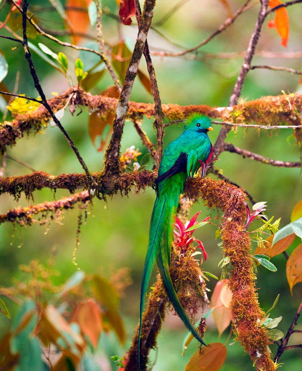 Eagle Eye Tours - Costa Rica Birding