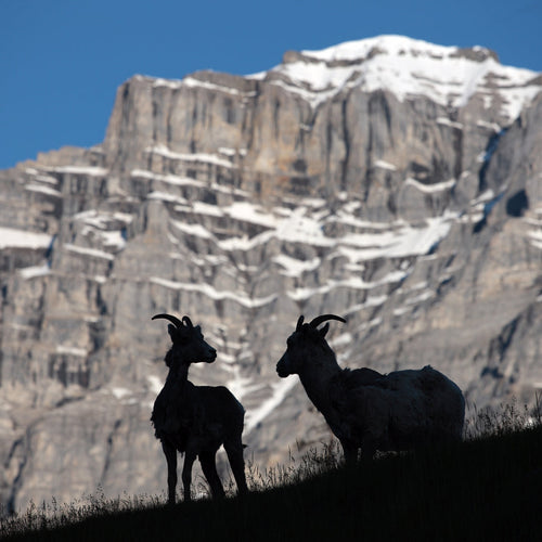 Birds & Conservation in the Columbia Valley for Jun 16 - 24, 2023