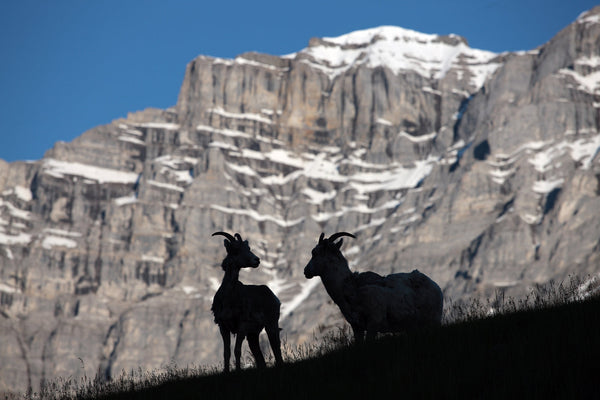 Eagle Eye Tours - Birds & Conservation in the Columbia Valley