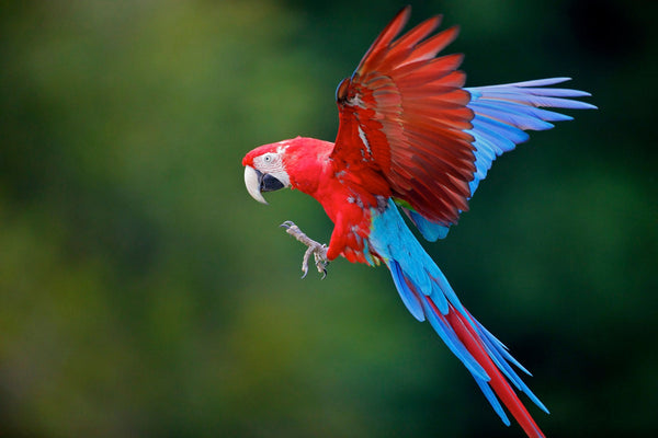 Eagle Eye Tours - Costa Rica Sampler Tour