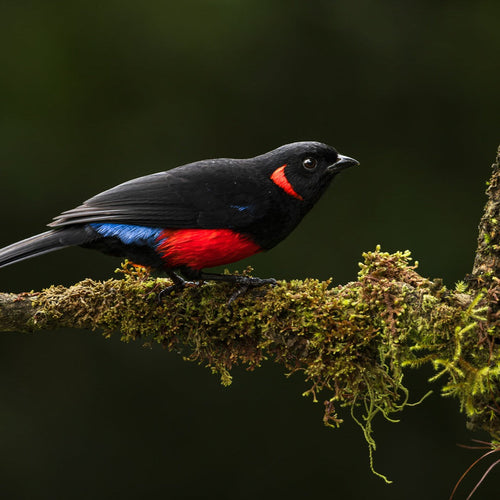 Ecuador Bird Photography for Oct 26, 2025 to Nov 8, 2025