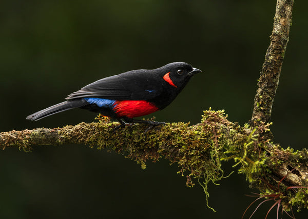 Eagle Eye Tours - Ecuador Bird Photography