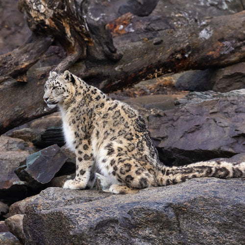 Mongolia: Snow Leopards & Birds for May 24, 2026 to Jun 7, 2026