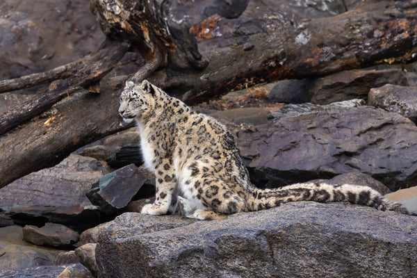 Eagle Eye Tours - Mongolia: Snow Leopards & Birds