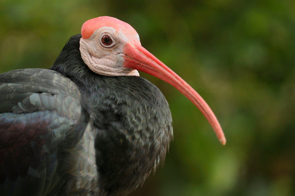 Eagle Eye Tours - South Africa: The Subtropics