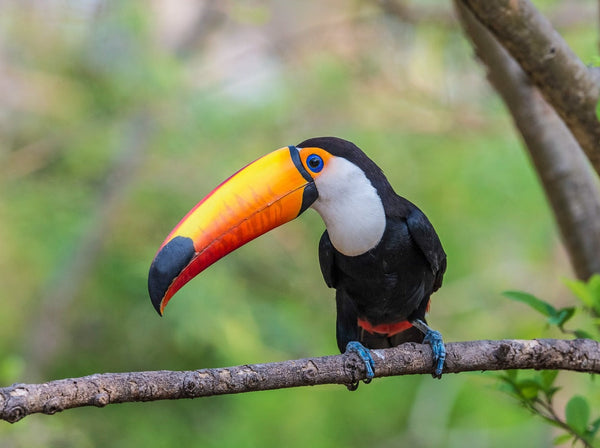 Eagle Eye Tours - Iguazu Falls Pretour