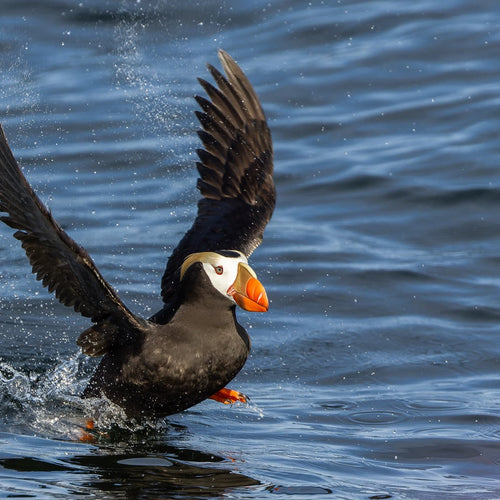 British Columbia Coast & Pelagic for Aug 24, 2026 to Aug 29, 2026