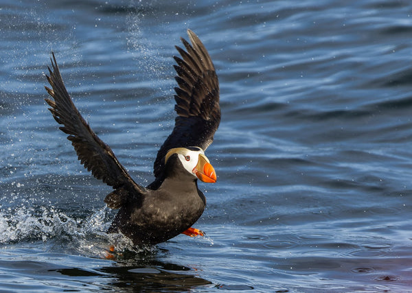 Eagle Eye Tours - British Columbia Coast & Pelagic