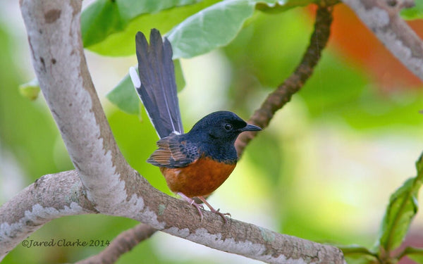 Eagle Eye Tours - Hawaii