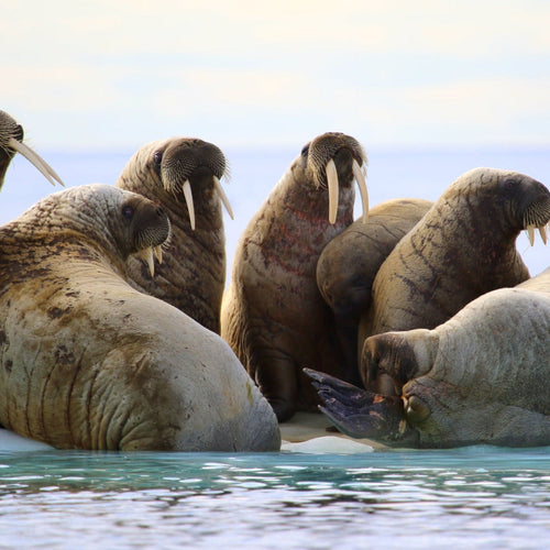 Walrus & Bowhead Whales tour for Jun 26, 2026 to Jul 2, 2026