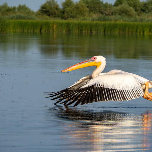 Romania Birding for May 2, 2026 to May 14, 2026