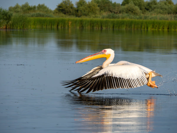 Eagle Eye Tours - Romania Birding