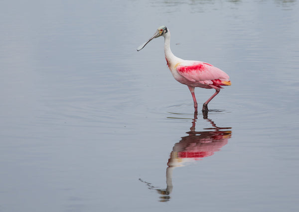 Eagle Eye Tours - Private Tour