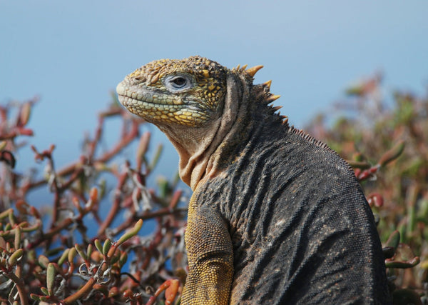 Eagle Eye Tours - Costa Rica & Panama Canal Cruise