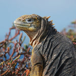 Galapagos Cruise for Feb 11, 2026 to Feb 19, 2026