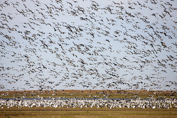 Eagle Eye Tours - Saskatchewan Cranes & Geese