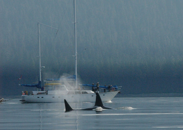 Eagle Eye Tours - British Columbia Orcas & Grizzlies Sailing