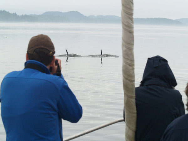 Eagle Eye Tours - British Columbia Orcas & Grizzlies Sailing