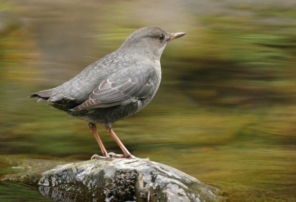 Eagle Eye Tours - Canadian Rockies: Kananaskis & Banff