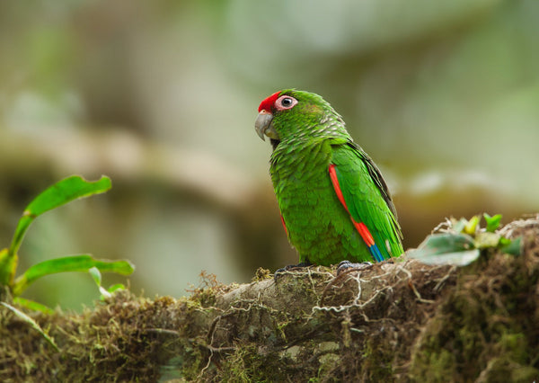 Eagle Eye Tours - Southern Ecuador