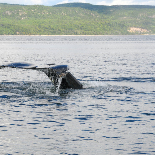 Quebec Birds & Whales with Canadian Geographic for Sep 23 - Oct 3, 2023