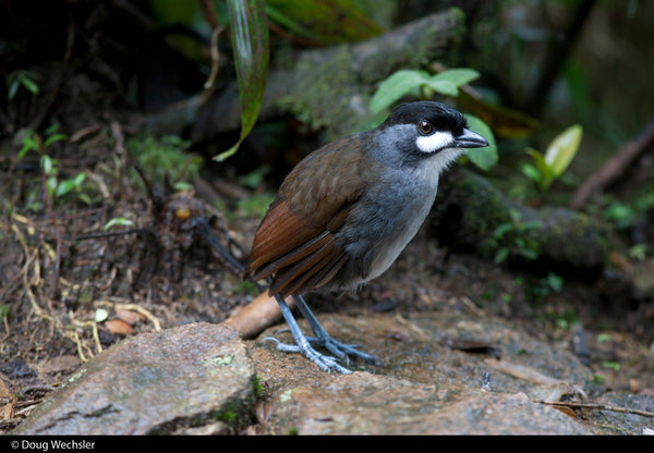 Eagle Eye Tours - Southern Ecuador