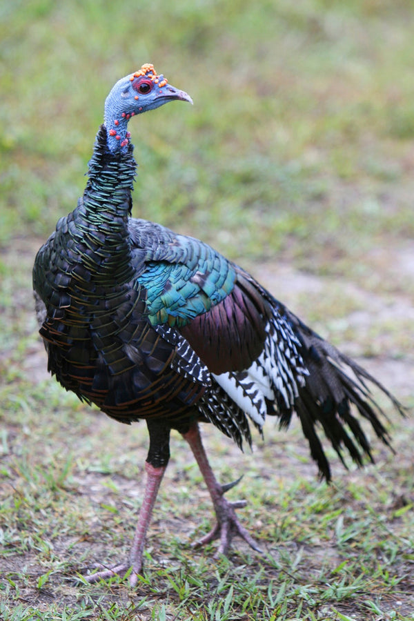 Eagle Eye Tours - Belize & Tikal Birding with Canadian Geographic