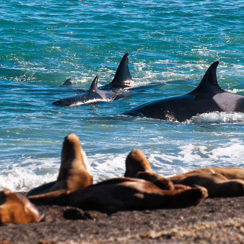 Patagonia Photo Tour: Orca Extension for Apr 17 - 23, 2023