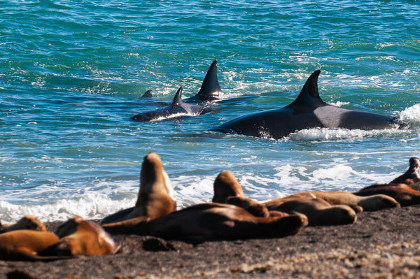 Eagle Eye Tours - Patagonia Photo Tour: Orca Extension
