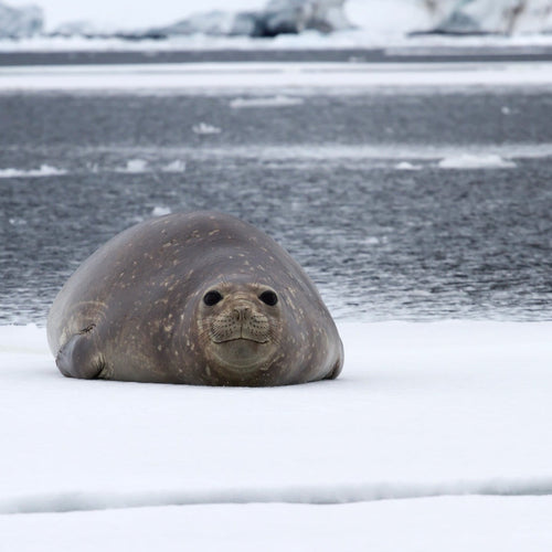 Antarctica Journey to the Circle for Feb 5, 2024 to Feb 18, 2024 / Category 1