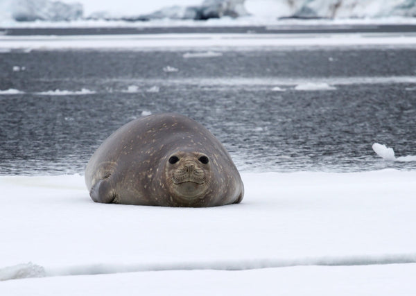 Eagle Eye Tours - Antarctica Journey to the Circle