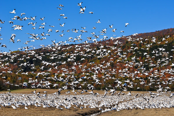 Eagle Eye Tours - Quebec Birds & Whales with Canadian Geographic