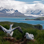 Antarctica, South Georgia, Falklands Explorer for Jan 7 - 27, 2022